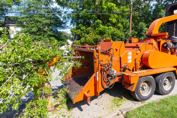 The Steps Involved in Our Tree Care Process in Whitehall, MI